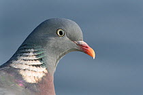 Wood pigeon (Columba palumbus) head close up, Gloucestershire, UK, December.