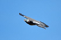 Wood pigeon (Columba palumbus) in flight, Wiltshire, UK, May.
