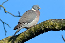 Wood pigeon (Columba palumbus) perched on a tree branch, Gloucestershire, UK, February.