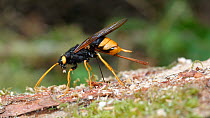 Female Giant wood wasp (Uroceras gigas) inserting ovipositor into tree stump to lay eggs, Carmarthenshire, Wales, UK, September.