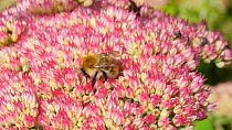 Common carder bumblebee (Bombus pascuorum) nectaring on a sedum flower, Carmarthenshire, Wales, UK, September.