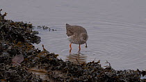 Redshank (Tringa totanus) foraging amongst seaweed and catching a small crab and running out of frame Carmarthenshire, Wales, UK