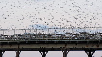 Flock of Common starlings (Sternus vulgaris) gathering on a pier as they prepare to roost, Ceredigion, Wales, UK, December.