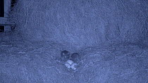 Juvenile Brown rats (Rattus norvegicus) raiding a chicken nest in a barn, filmed at night using an infra red camera, Carmarthenshire, Wales, UK, December.