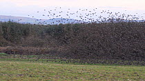Common Starlings (Sternus vulgaris) gathering on ground before flying into roost Ceredigion, Wales, UK, December.