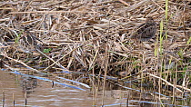 Small group of Common snipe (Gallinago gallinago) feeding and resting at edge of reedbed, Ceredigion, Wales, UK, December.