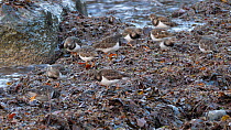 Small flock of Turnstones (Arenaria interpres) feeding on shoreline, Ceredigion, Wales, UK, December.