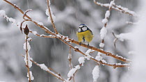 Blue tit (Cyanistes caeruleus) perching on a snow covered branch during snow storm, flies out of frame, Carmarthenshire, Wales, UK, December.