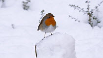 Robin (Erithacus rubecula) perching on snow covered post before flying out of frame, Carmarthenshire, Wales, UK, December.