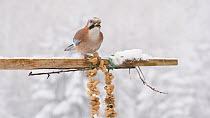 Jay (Garrulus glandarius) feeding from a peanut string during a snow storm, Carmarthenshire, Wales, UK, December.