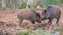 Juvenile male Wild boar (Sus scrofa) fighting to establish seniority, Gloucestershire, England, UK, December.