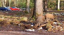 Group of juvenile Wild boar (Sus scrofa) foraging in forestry car park, Gloucestershire, England, UK, December.