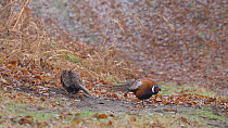 Male Common pheasant (Phasianus colchicus) fanning tail, displaying to another male to indicate dominance, Suffolk, England, UK, December.