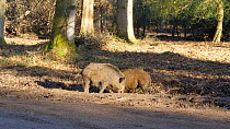 Juvenile Wild boar (Sus scrofa) fighting, establishing seniority, with vehicles passing on a road in the background, Gloucestershire, England, UK, January.
