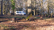 Group of juvenile Wild boar (Sus scrofa) foraging in woodland, with vehicles passing on a road in the background, Gloucestershire, England, UK, January.