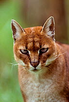 African golden cat (Profelis aurata) female,  captive, occurs in West and central Africa.