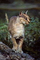 African golden cat (Caracal aurata) female,  captive, occurs in West and Central Africa.