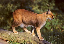 African golden cat (Caracal aurata) female,  captive, occurs in W and Central Africa.