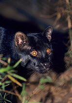 Temminck's or Asian Golden Cat (Pardofelis temmincki)  captive, occurs in Southeast Asia.. Black phase, Forestry Department Wildlife Rescue Centre, Thailand.