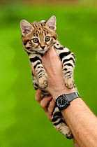 Black-footed cat (Felis nigripes)  captive, occurs in Southern Africa. Hand-raised age 9 weeks. kitten at the Rare Species Conservation Centre, Kent, UK