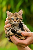 Black-footed cat (Felis nigripes)  captive, occurs in Southern Africa. Hand-raised age 9 weeks. kitten at the Rare Species Conservation Centre, Kent, UK
