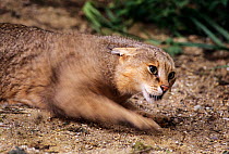 Jungle / reed cat ( Felis chaus)  captive, occurs in N/th Africa, N/th Asia, Captive