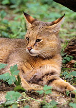 Jungle / Reed cat ( Felis chaus)  captive, occurs in N Africa, N Asia, Captive