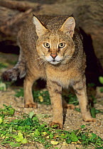 Jungle / Reed cat ( Felis chaus)  captive, occurs in N/th Africa, N/th Asia, Captive