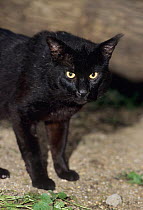 Jungle / Reed cat ( Felis chaus)  captive, occurs in N Africa, N Asia, Captive. Black phase.