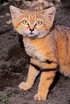 Sand cat (Felis margarita)  captive, occurs in  North Africa, Arabian Peninsula and parts of Central Asia.