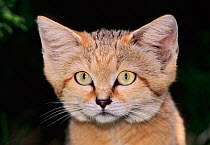 Sand cat (Felis margarita)  captive, occurs in North Africa, Arabian Peninsula and parts of Central Asia.