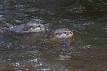 Two Asian short-clawed otter (Aonyx cinerea) swimming, captive, native to Asia.