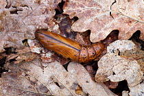Oleander hawkmoth (Daphnis nerii) pupa, Southern Sicily, Italy.