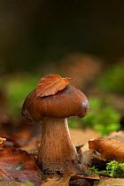Bruising webcap mushroom (Cortinarius purpurascens) Annagarriff Wood NNR, Peatlands Park, County Armagh, Northern Ireland. November.
