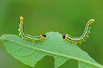 Sawfly larvae (Nematus pavidus) defensive posture, Peatlands Park, County Armagh, Northern Ireland. September.