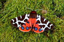 Garden tiger moth (Arctia caja) Killard Point NNR, Ballyhornan, County Down, Northern Ireland.July.