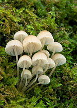 Bonnet mushroom (Mycena pseudocorticola) Glengarrif County Cork, County Down, Northern Ireland. November.