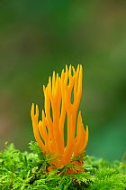 Yellow stagshorn fungus (Calocera viscosa) Tollymore Forest, County Down, Northern Ireland, September.