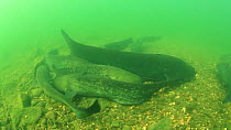 Group of Wels catfish (Silurus glanis) rubbing against each other, with very large individual over two metres long, River Rhone, Rhone-Alpes, France, September.