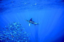 Striped marlin (Kajikia audax) feeding on bait balls, Eastern Pacific, Thetis Bank, Baja California, Mexico