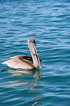 Brown pelican (Pelecanus occidentalis) on water, Eastern Pacific Ocean, Bahia Magdalena, Baja California, Mexico