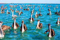 Brown pelican (Pelecanus occidentalis) group on surface of the water, Eastern Pacific Ocean, Bahia Magdalena, Baja California, Mexico