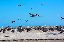 Brown pelican (Pelecanus occidentalis) group on the shore, Eastern Pacific Ocean, Bahia Magdalena, Baja California, Mexico