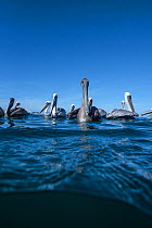 Brown pelicans (Pelecanus occidentalis) on surface of the water, Eastern Pacific Ocean, Bahia Magdalena, Baja California, Mexico