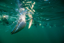 Brown pelican (Pelecanus occidentalis) feeding underwater, Eastern Pacific Ocean, Bahia Magdalena, Baja California, Mexico