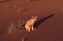 Sand cat (Felis margarita) female at sunset, Tenere, Sahara, Niger