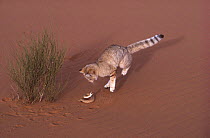Sand cat (Felis margarita) evading bite from Common viper (Cerastes vipera) prey, Tenere, Sahara, Niger