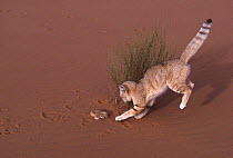 Sand cat (Felis margarita) attacking a Common viper (Cerastes vipera) Tenere, Sahara, Niger