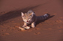 Sand cat (Felis margarita) eating a Common viper (Cerastes vipera) Tenere, Sahara, Niger