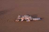 Sand cat (Felis margarita) eating a Common viper (Cerastes vipera) Tenere, Sahara, Niger